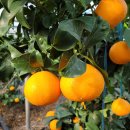 하린농장 이미지