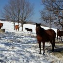 유정목장 이미지