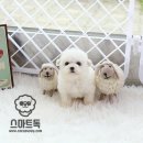 비숑 - 청주시 상당구 성안로 66-1 | 비숑