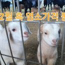 12월 흑염소 가격 동향.. 이미지