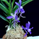 보광농장 이미지