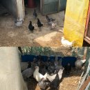 청계농산