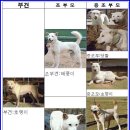 호랭이