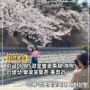 강릉 경포 벚꽃축제 실시간 개화상황 포토존 총정리