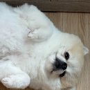 봉산동 강아지 이미지