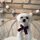 더 빛나개 이미지