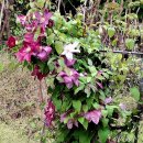 클레마티스 이미지