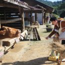 선미목장 이미지