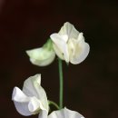 스위트피(sweetpea) 이미지