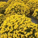 읍내9리 마을회관 이미지