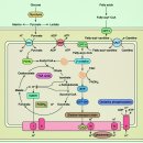 Muscle glycogenoses: an overview 이미지