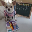 와와 이미지