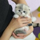 광주강아지분양 고양이분양 미유펫 본점 이미지