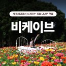 김녕한옥 용암정원 | [제주 동쪽 카페 추천] 특별한 공간 비케이브 정보, 후기 🌿📸