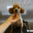 보우동물병원 이미지