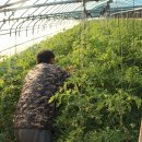 늘푸른농장 1 이미지