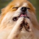 아우라짐 이미지