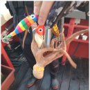 세진호 | 고흥낚시배 후기 행복했던 녹동 세진호