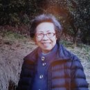 제주 한라산 성암영귤농원에 다녀오다 - 100%유기농 영귤청 영귤차 영귤과즙