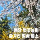 수영초등학교 | 봉담 벚꽃 명소 추천 / 29주 임산부 산책 후기 (숨은 벚꽃 스팟 대공개🌸)