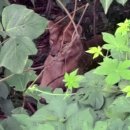 대우목장 1 이미지