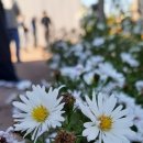 출렁다리(3) 이미지