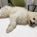 카페. 나른 네이버블로그