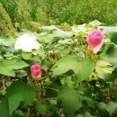 광사1통 이미지