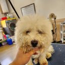 안다펫살롱 이미지