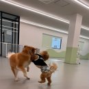 휴멍애견유치원 이미지