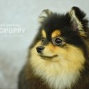 모리펫샵 이미지