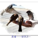 참새 이미지