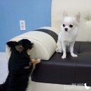 화이트하우스세탁소 이미지