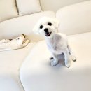 펫슈퍼24 이미지