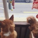 그냥,점례 이미지