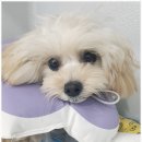 광교호수 동물병원 이미지