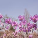 매실향기 이미지