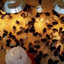 백봉파이프 이미지