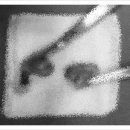 닥터김 동물병원 이미지