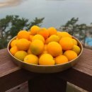 낑깡이랑 이미지