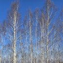 원대리 자작나무숲 이미지