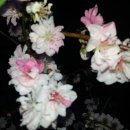 안동농원 이미지