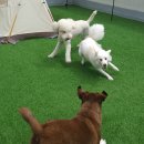 큰댕댕 개치원 이미지