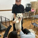 쿨펫 네이버블로그