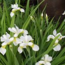 야생화 카페 펜션 이미지