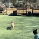 두리멍쉴 애견유치원 이미지