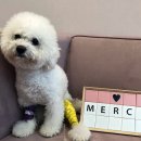 구름동물병원 이미지