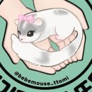 아기다람쥐 | 피그미다람쥐 용품 리뷰 이벤트 | 아기다람쥐또미 베스트 후기 작성하면 네이버포인트 5,000원