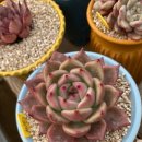 로맨스 다육 이미지