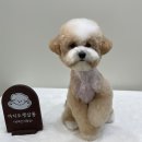 아지오펫살롱 네이버블로그